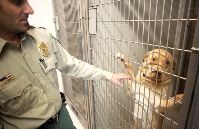 Shelter Coordinator John Kilner plays with a dog at the Animal Care and Control Shelter on Friday in Minneapolis. An ordinance is going before the Minneapolis City Council that would give Animal Care and Control more regulatory power. 