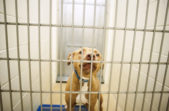 A dog resides in its kennel at the Animal Care and Control Shelter in Minneapolis on Saturday.