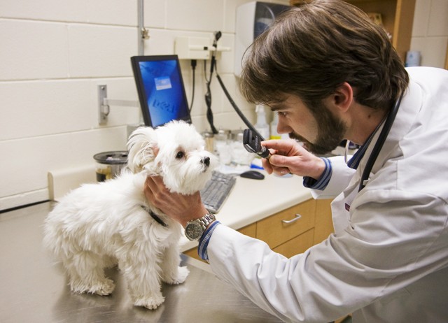 Senior veterinary medicine major Jonathan Hart examines a dog named Bo at the University of Minnesota Small Animal Clinic on Wednesday. The College of Veterinary Medicine receives millions of dollars each year from industry sponsors such as Purina.