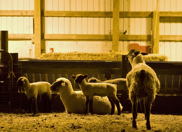 Sheep rest in their St. Paul campus barn. 