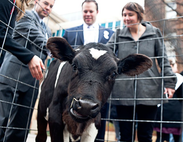 Agriculture Awareness Day brings a variety of livestock out to the public Tuesday on Church St.
