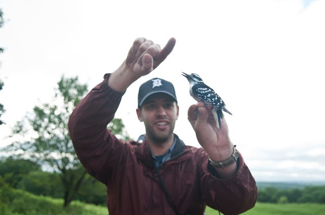 Ecology grad student Michael Wells holds a Downy Woodpecker in his hand at the Katharine Ordway Natural History Study Area Saturday in Inver Grove Heights. Bio Blitz is an intensive 24 hours race to find all the plants and animals at a specific location which helps biologists to identify different plants and animals.
