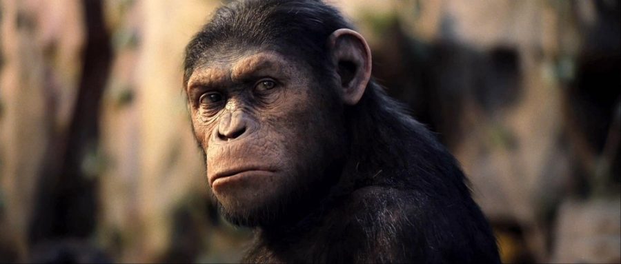 Caesar ponders his evolution and revolution in Rise of the Planet of the Apes.