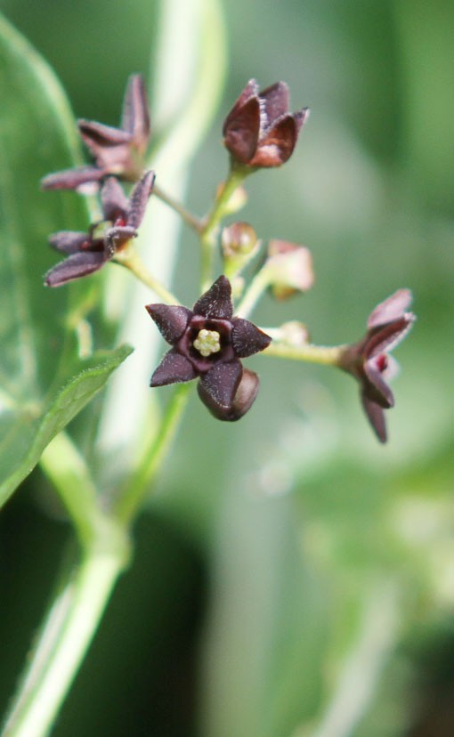 Invasive Black Swallow-wort plant has been identified on the grounds of the St. Paul campus. Plans for its removal have been made.