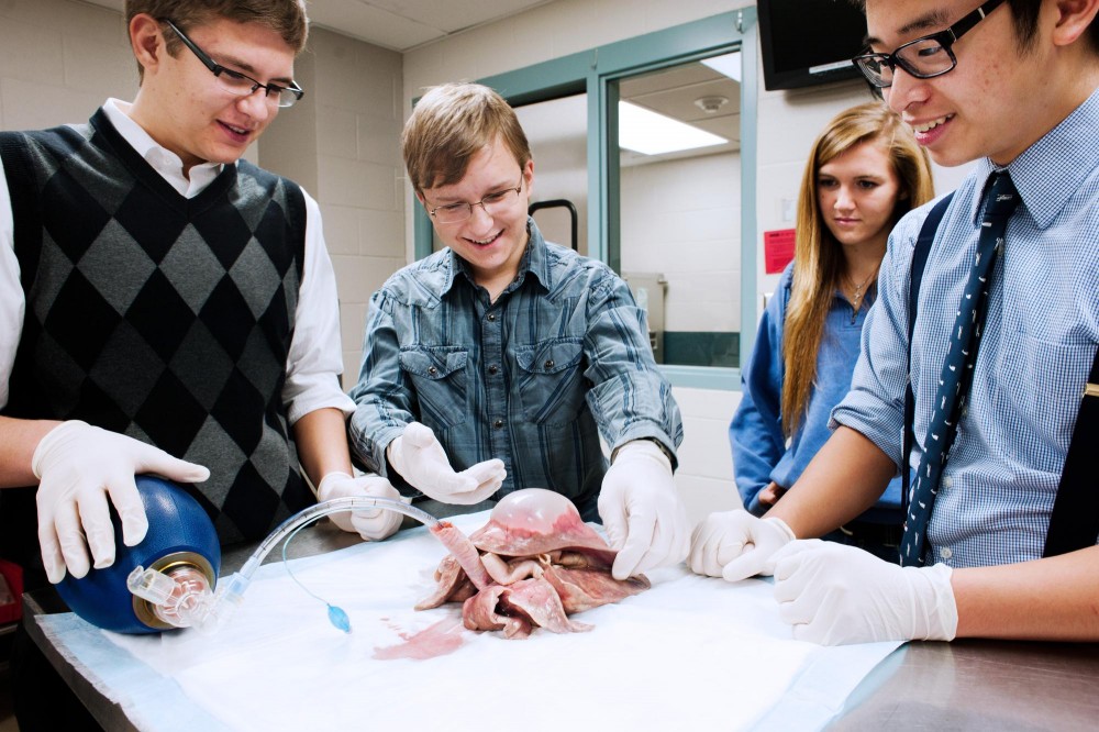 Students from Blaine High School examine a pig heart and lungs Thursday at the Experimental Surgical Services lab.  The heart was one station on a tour of the lab, where researchers test medical devices on animals.