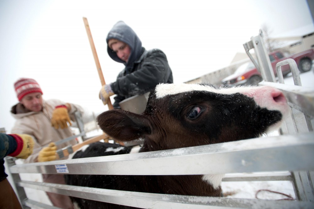 Animal science assistant professor Noah Litherland, right, and first year research assistant Zach Sawall record some measurement of a calf at Dairy Teaching & Research Center Friday morning in St. Paul.