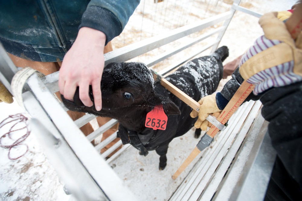 Body measurement of a calf is being recorded Friday morning at Dairy Teaching & Research Center in St. Paul.