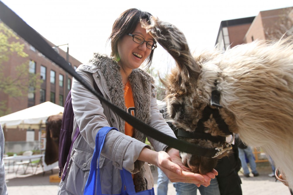 Child psychology senior Jeonghah Heo pets the less-than-one-year-old llama Tootsie during Agriculture Awareness Day on Tuesday afternoon on Church Street. The llama was a guest from a farm in Waconia, Minn.