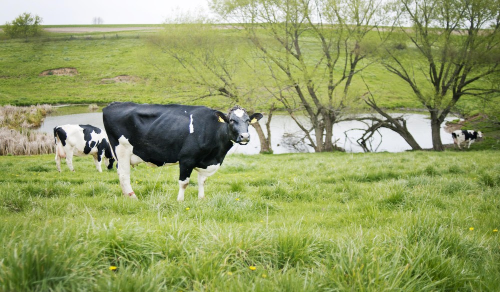Cows graze in a pasture at Brian Hazel