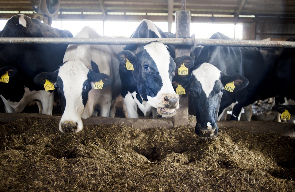  Cows eat feed in a barn Saturday on Hazel