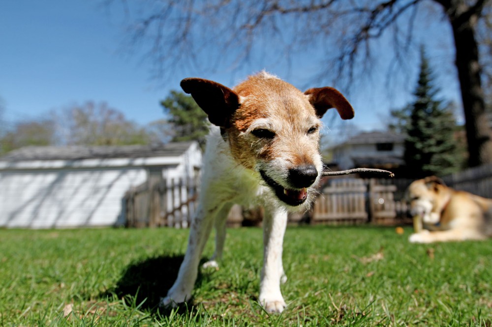 J.D., a 12-year-old Jack Russell terrier, chews on a stick in his owner’s St. Paul backyard Tuesday. J.D. used to get seizures, but regular medication and check-ups at the University of Minnesota have reduced his seizures to about one per year.