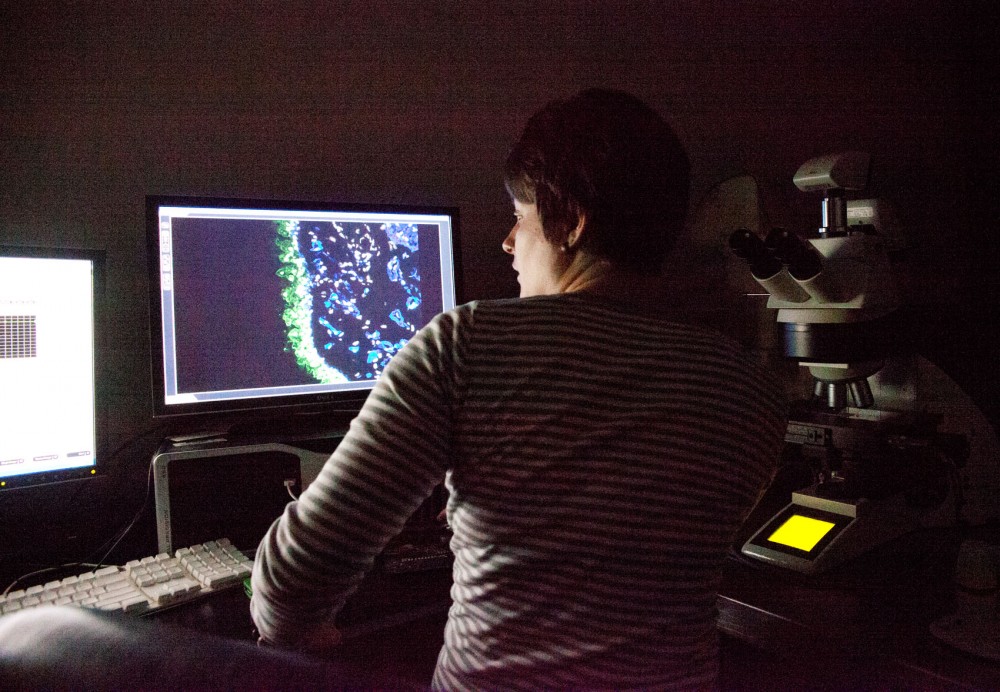 Graduate student Lizzy Steiner uses a fluorescent light microscope to look at tissue samples Thursday in the Wallin Medical Biosciences Building. The machine uses different wavelengths of light to build highly detailed images.