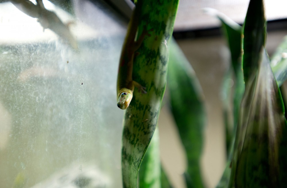 A gecko hangs from his leaf at the University of Minnesota department of Genetics and Cell Biology. 