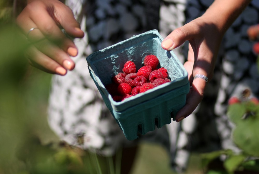 Fresh berries picked from the Berry Patch in Forest Lake, Minn. can be used to make seasonal favorites such as raspberry cornbread muffins and raspberry freezer jam. Due to this seasons unusually warm weather, the raspberries in Minnesota are ripening three weeks ahead of schedule.