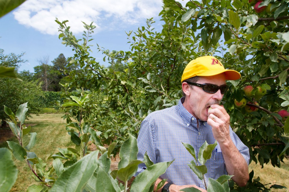David Bedford, a University of Minnesota apple-breeding research scientist, samples a Mantet apple that is almost ripe for picking Monday at the Horticultural Research Center near Victoria, Minn. Bedford samples thousands of naturally bred apple varieties every season to determine their potential to be put on the consumer market.