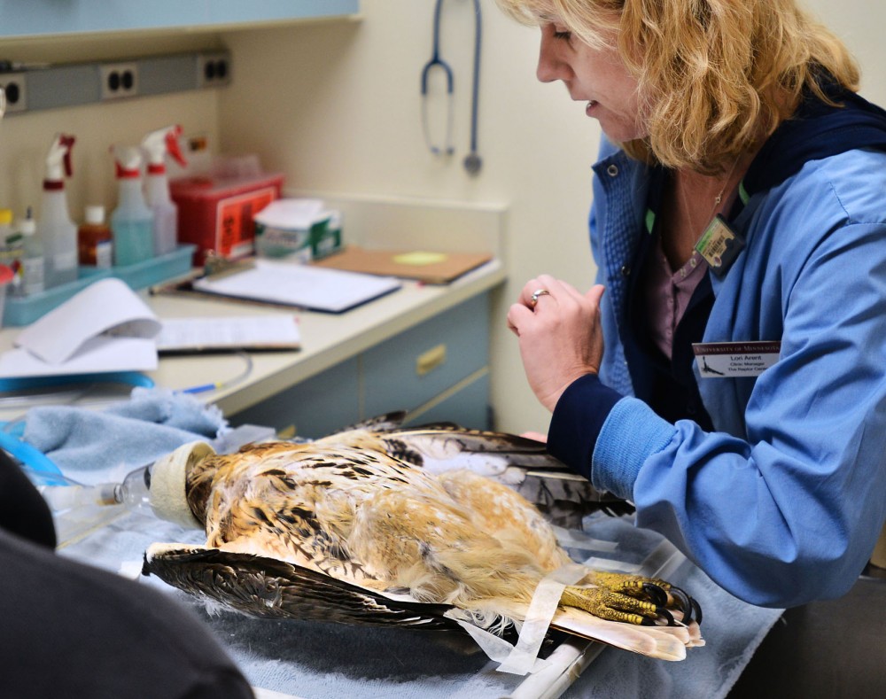 Clinic manager Lori Arent restrains a red-tailed hawk for a radiograph test Tuesday morning at the University Raptor Center. The hawk was taken in for a broken wing in April and, showing no significant signs of West Nile virus, will be released Wednesday.