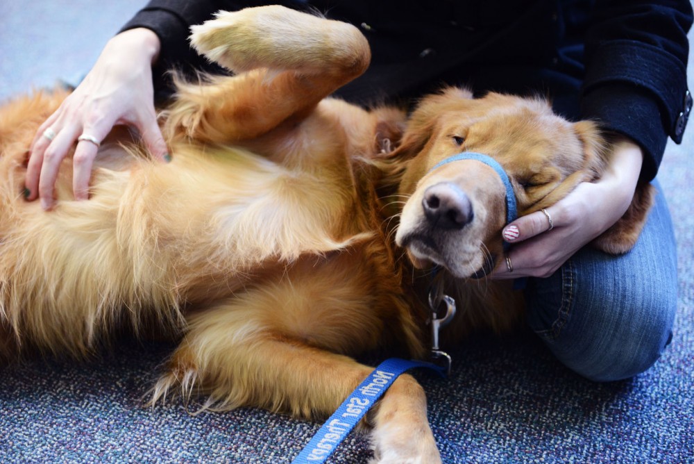 Therapy dog Gopher takes a nap in the lap of a student Monday at the Learning and Environmental Sciences building in St. Paul.