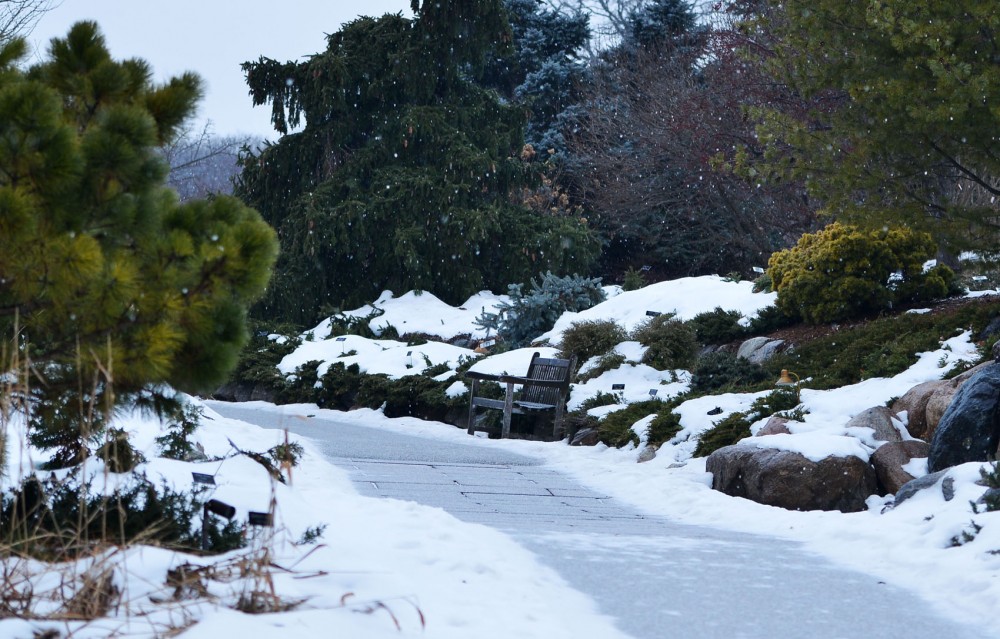 A snow-glazed pathway along the Minnesota Landscape Arboretums Dwarf Conifer collection.