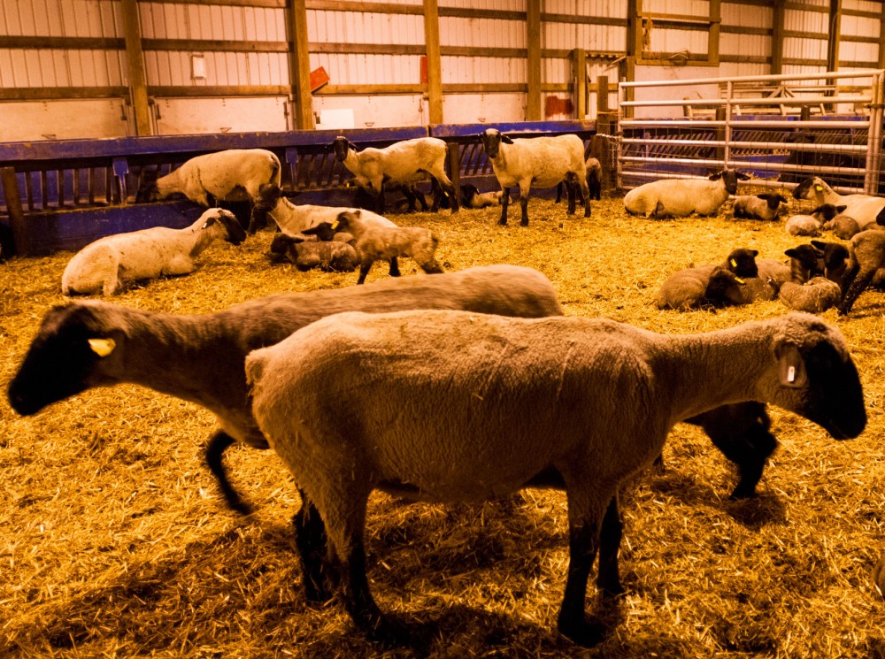 Sheep move around in a feeding barn on the St. Paul Campus. 
