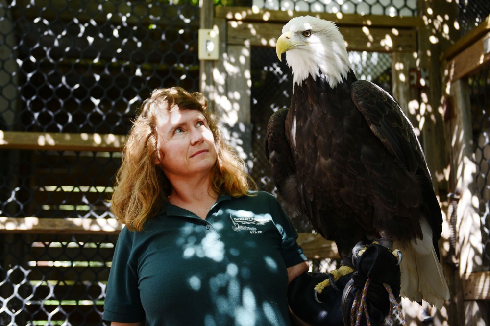 Part-time presenter Joanne Peterson moves a bald eagle from its cage to a new location on Sunday at the Raptor Center. The Raptor Center, located on the St. Paul campus, recently received funding to create an online based curriculum raptor lab for seventh- and eighth- graders.