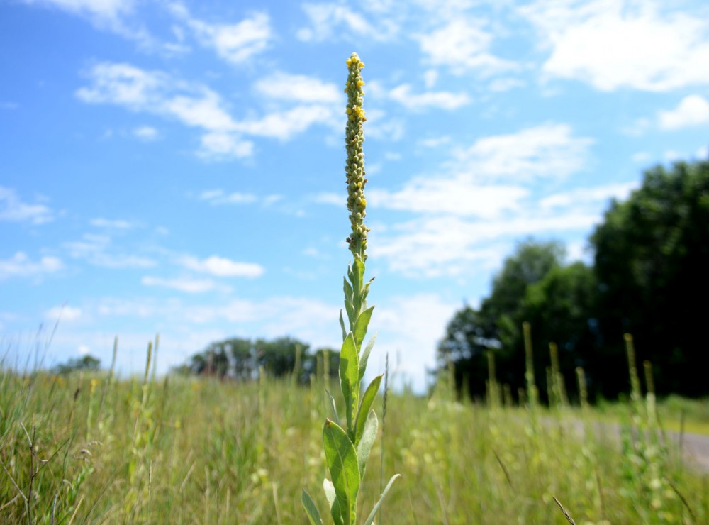 A stalk of Mullein, an exotic species, grows at Cedar Creek Ecosystem Science Reserve on Friday, July 24. University researcher Eric Seabloom published a study last week about exotic species that explores how the origin of a plant predicts its response to nutrient enrichment and herbivores.