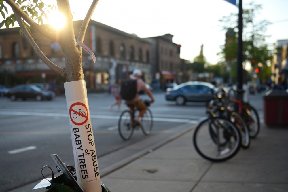 A protective plastic tube covers a young tree trunk in Dinkytown on Monday. This new preventative measure urges bikers to lock up somewhere else to damaging new trees.