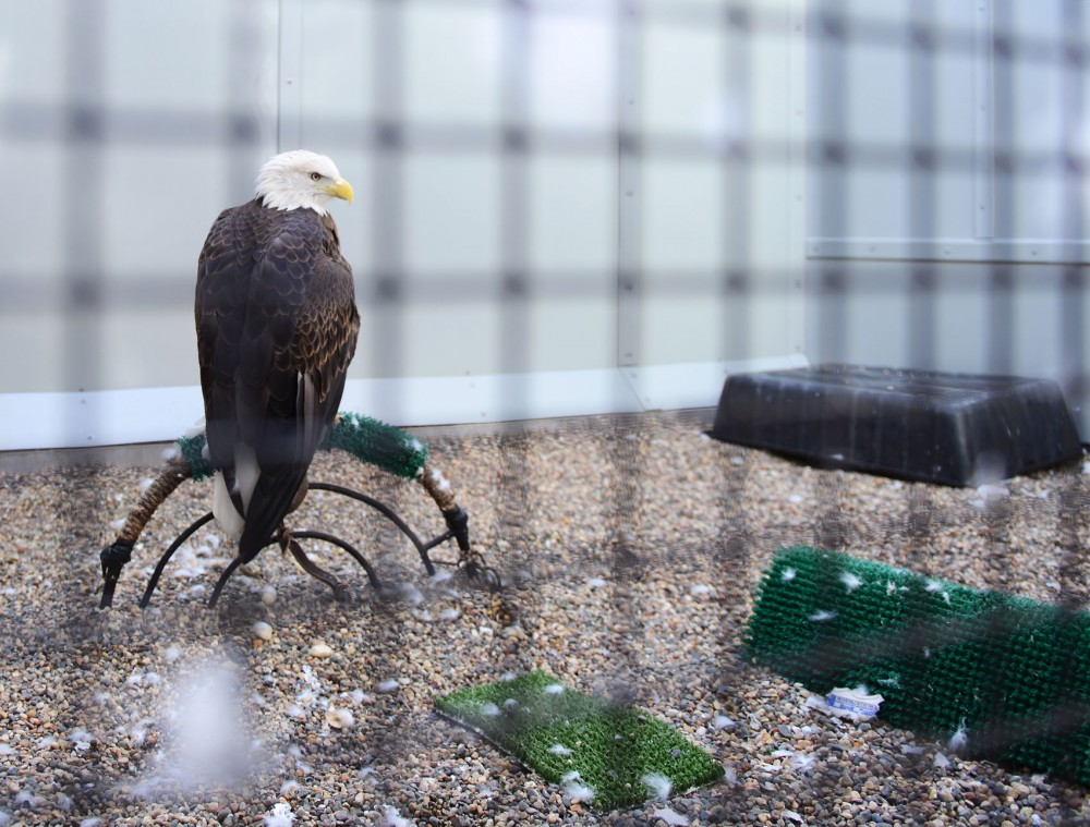 Gladdie the bald eagle sits on display in a habitat at the Raptor Center on the St. Paul campus on Monday. Gladdie is permanently injured and stays at the Raptor Center for educational purposes. The Raptor Center treats injured eagles like Gladdie, many of which were harmed during deer hunting season. 