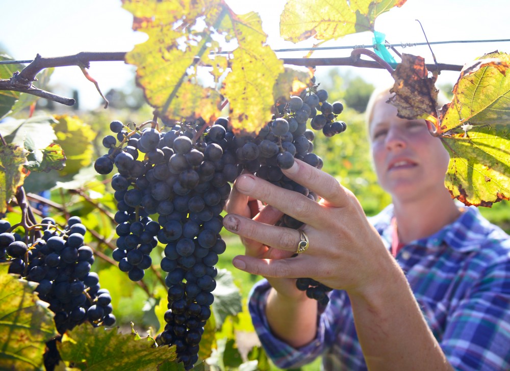 Jenny Thull, University of Minnesota Horticulture Research Center vineyard manager, picks grapes rich in color at the Universitys vineyard in Excelsior, Oct. 1. Jenny and her husband, John Thull, also a vineyard manager, oversee the schools grape breeding programs 11 acres of research vineyards.