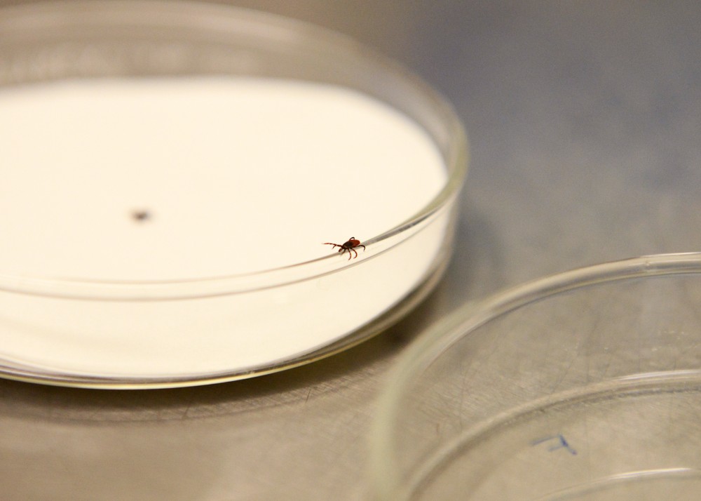 A blacklegged tick used in research on tick-borne pathogens at the University of Minnesota crawls across a petri dish in the Hodson Hall tick lab on Thursday afternoon. 