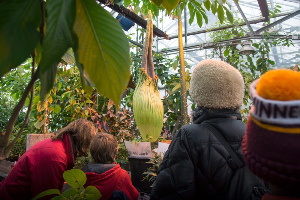 People gather around the College of Biological Sciences Titan Arum or Corpse Flower, which is expected to bloom very soon. The flower only blooms every 10 years, and when it does it is said to smell like rotting flesh. 