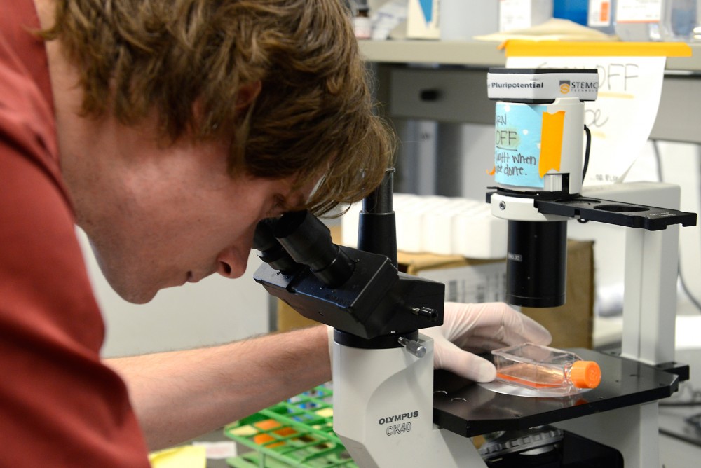 Research scientist Patrick Walsh examines live cell cultures under a microscope at the Minnesota Stem Cell Institute in the McGuire Translational Research Facility on Friday morning.  