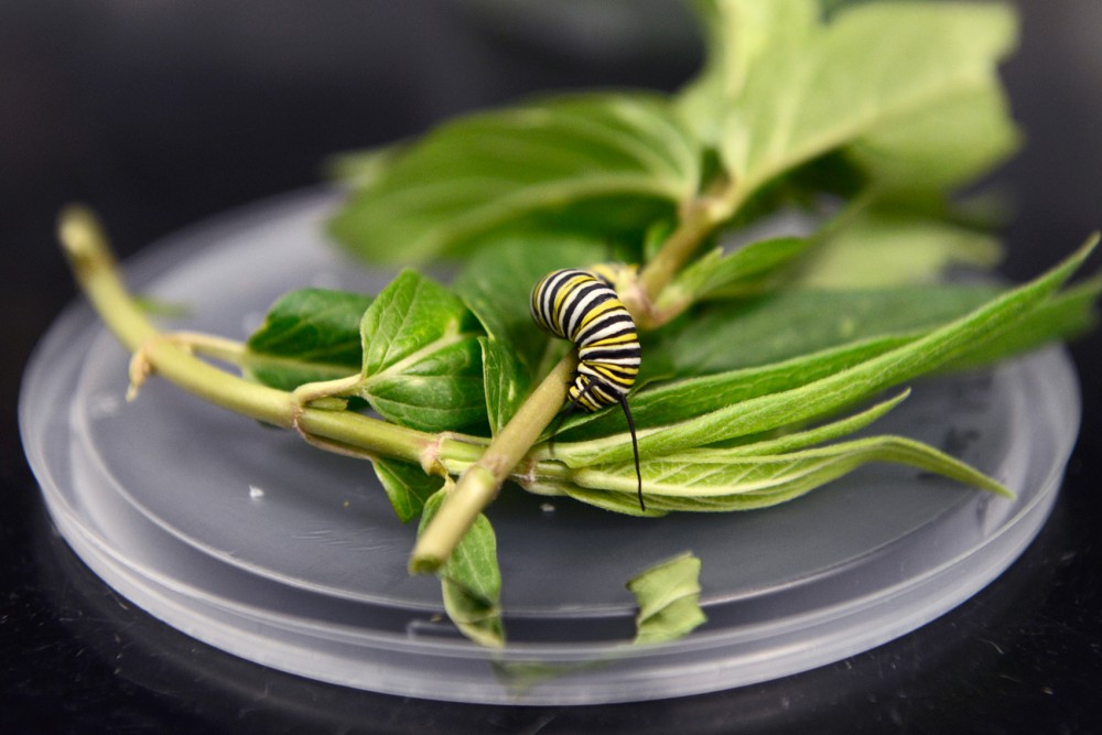 A monarch butterfly caterpillar crawls cross a swamp milkweed stalk in the University of Minnesota Monarch Lab in Skok Hall on Tuesday afternoon. 