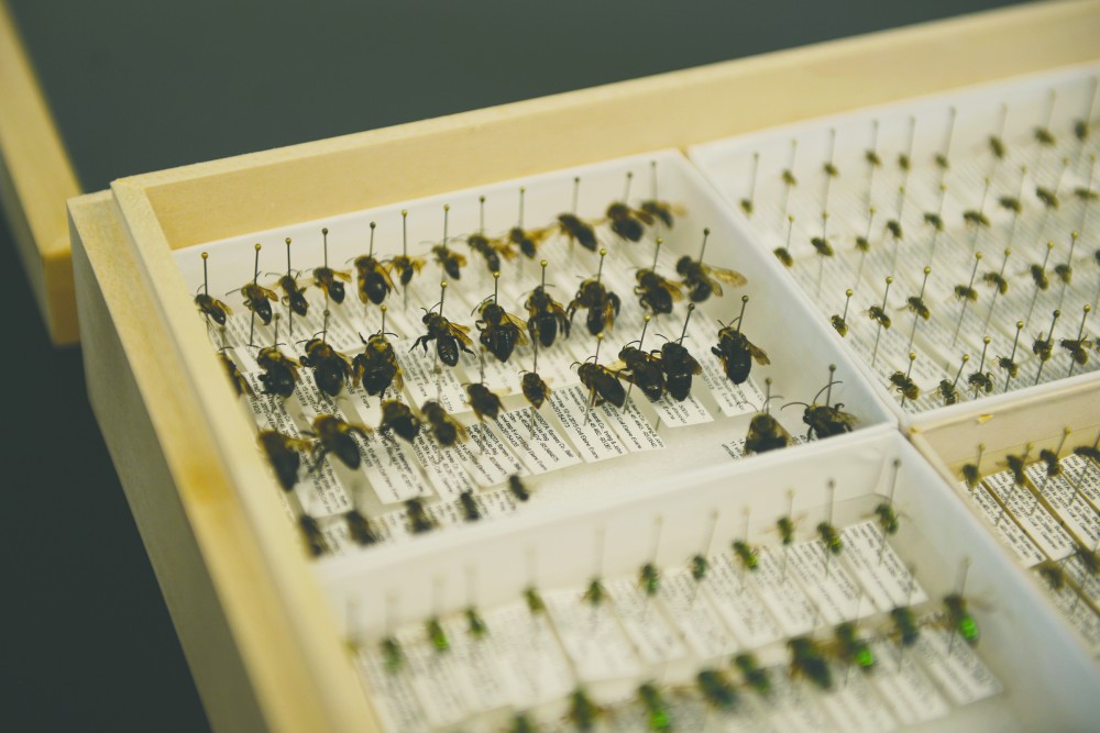 Pinned bees used for research sit in a case in a workroom at the University of Minnesota Bee and Pollinator Research Lab, Sept. 23, 2016 on the St. Paul Campus. 