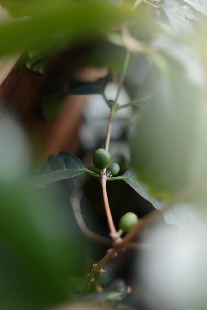 A coffee bean plant with green coffee beans sits near the window at Humble Cup coffee shop on Oct. 9, 2016.