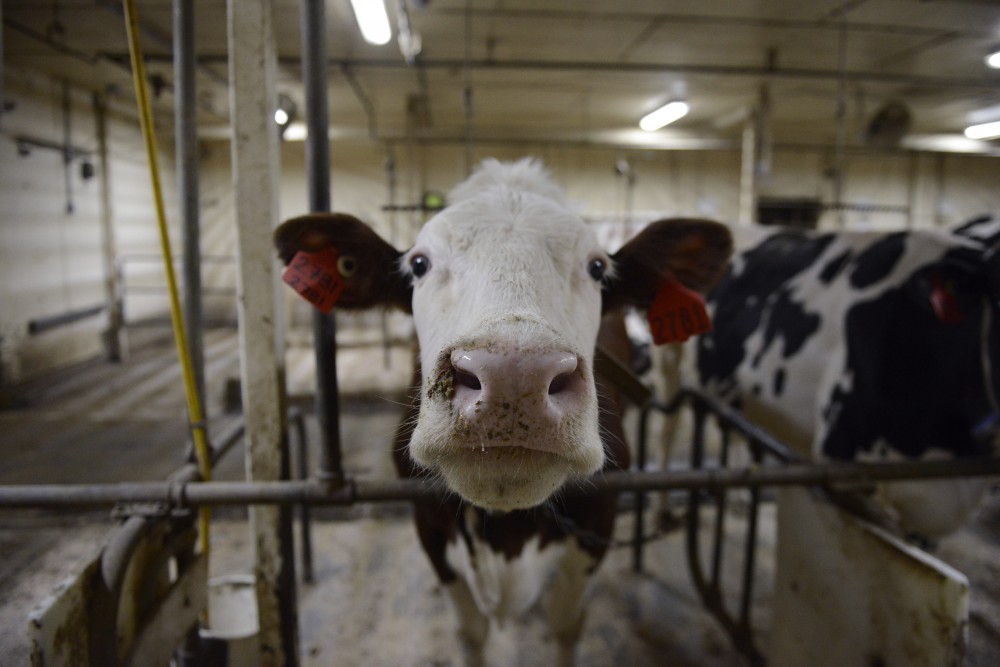 A cow waits to be milked in the Daily Cattle teaching and Research building on the St. Paul campus. 