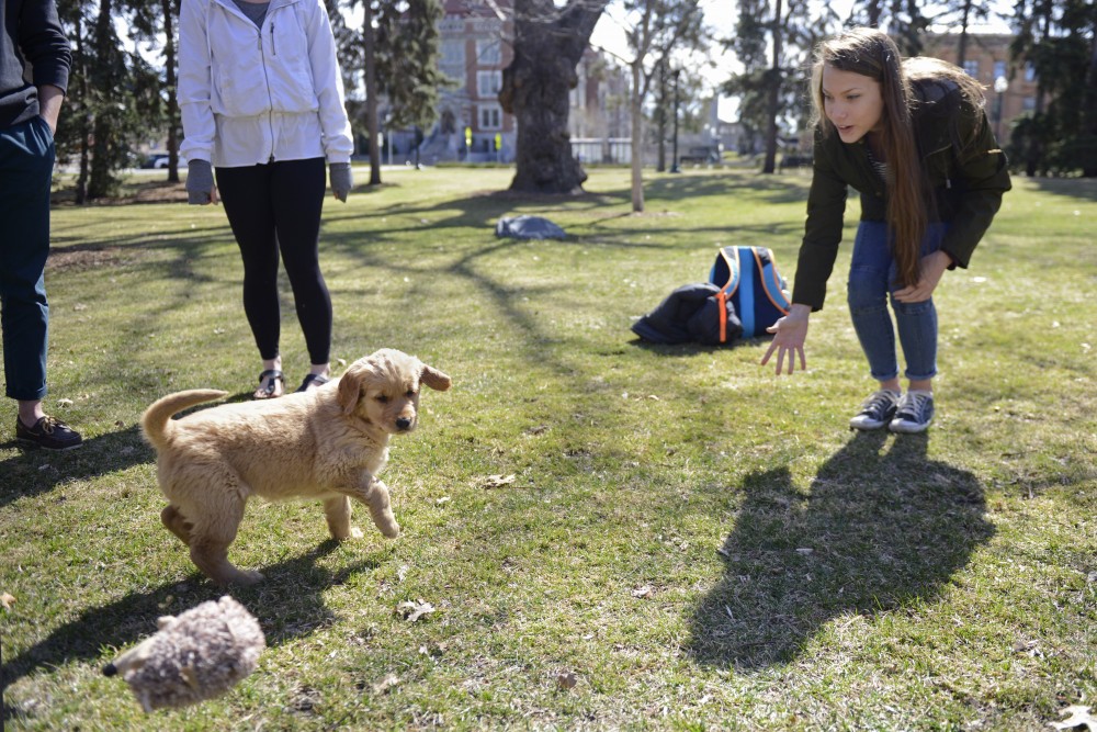 Anna Bahr plays fetch with Lucy Stephensons new puppy, Marty, on East Bank.
