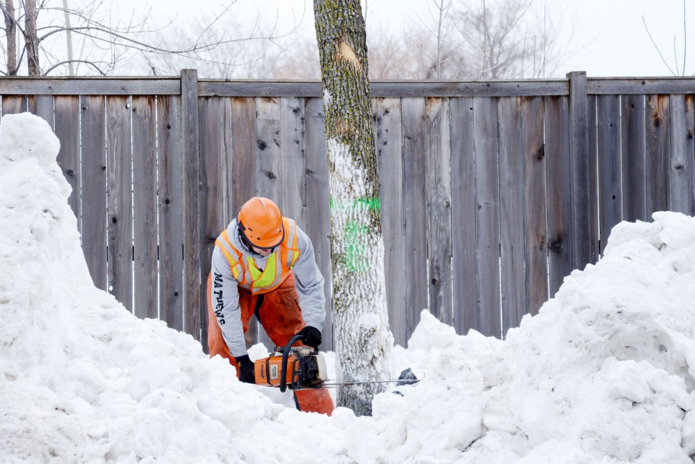 Minneapolis Park Board worker cuts down an Emerald Ash Borer infested tree in the SE Como neighborhood on Thursday. Nearly 400 ash trees have been removed in Minnesota and 66 have been removed in the SE Como neighborhood.