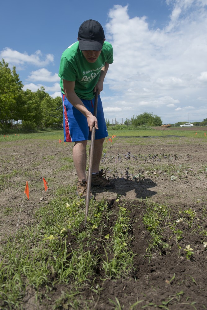 Statistics senior Max Lettenberger weeds the garden plot in St. Paul on Thursday, May 25. The food grown from the garden will be donated to a local food shelf.