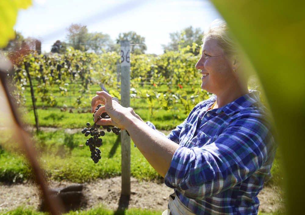 Jenny Thull picks grapes rich in color at the Universitys vineyard in Excelsior, Oct. 1. Jenny and her husband, John Thull, manage the schools grape breeding programs 11 acres of research vineyards.