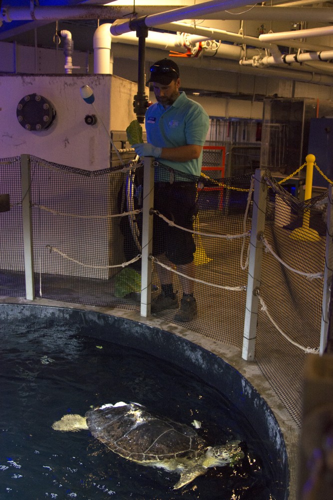 Seemore the sea turtle swims in her tank as Traner Knott looks on behind the scenes at Sea Life at the Mall of America on July 7, 2017. Seemore lost her shell in a boating accident and students from the University of Minnesota used 3D printing to build a new shell.