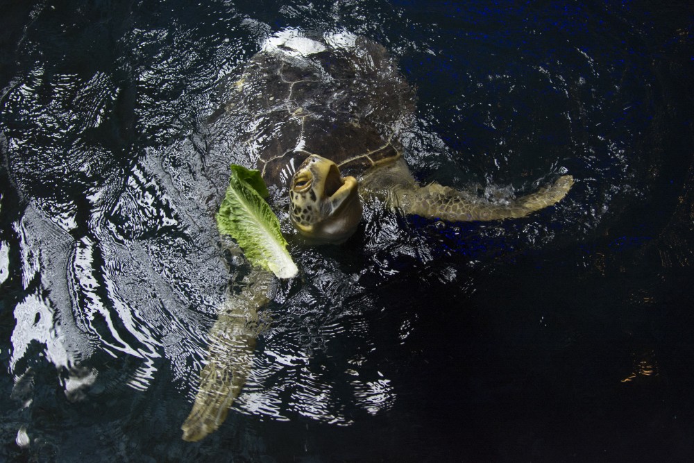 Seemore the sea turtle swims in her tank behind the scenes at Sea Life at the Mall of America on July 7, 2017. Seemore damaged her shell in a boating accident and students from the University of Minnesota plan to use 3D printing to build an attachment for her shell.