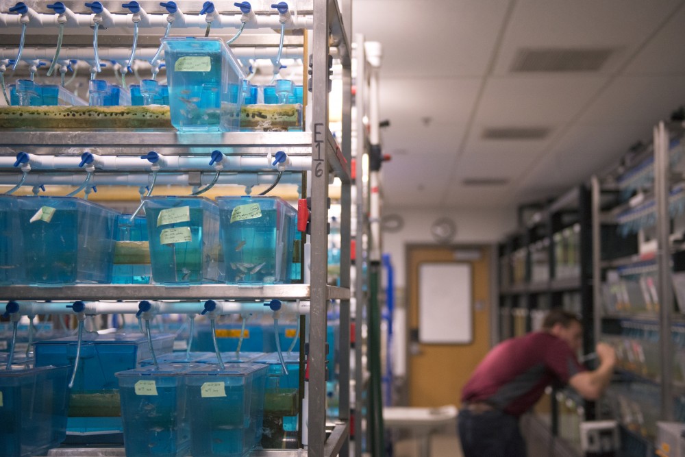 Marc Tye, manager of the Zebrafish Core Facility, counts the number of zebrafish in a tank on Thursday, July 13, 2017 in the Molecular and Cellular Biology Building in Minneapolis, Minnesota. The room is kept at high temperatures to maintain the 28 degrees Celsius water that the zebrafish need to reproduce at the rates needed for research.