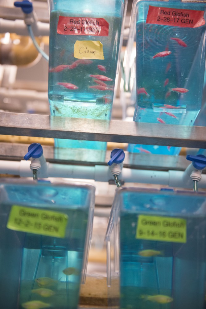 Thousands of zebrafish that are subject to research are housed in the Zebrafish Core Facility on Thursday, July 13, 2017 in the Molecular and Cellular Biology Building in Minneapolis, Minnesota. University of Minnesota researchers conduct a multitude of research projects on the India-native fish, which are a popular model organism for research because of their similarities to humans, ranging from pharmacology to cryopreservation. 