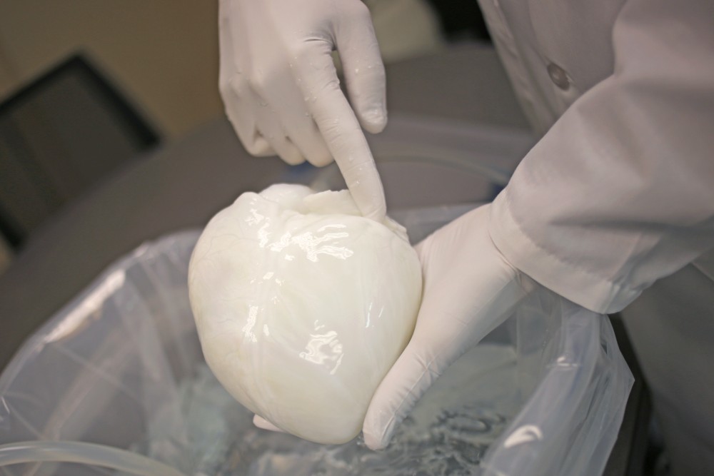 University alumnus and Miromatrix CEO Jeff Ross holds a decellularized pig heart at his companys space on Tuesday, July 25, in Eden Prairie, Minn. Miromatrix flushes a detergent through a pig organ by way of a major vessel, which preserves the organs vascularization. The organs are then recellularized to be used as transplants.