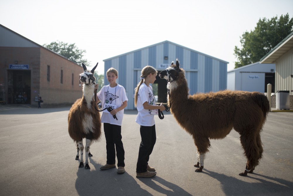 Identical twins Amanda and Ashley Overgaauw pose with their llamas before competing at the Minnesota State Fair on Thursday, Aug. 31.