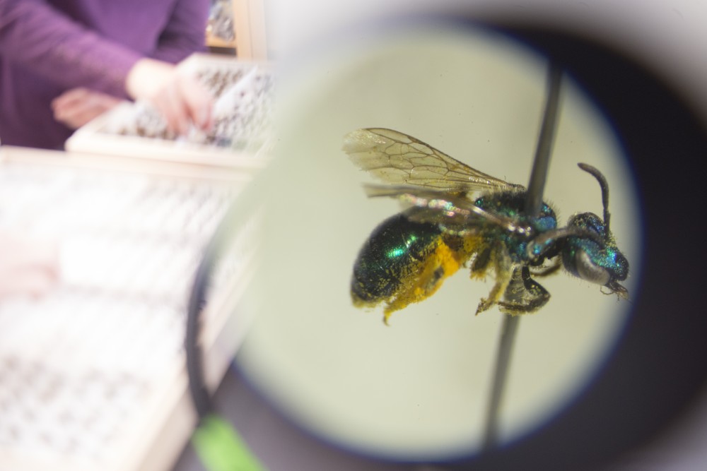 A Green Metallic Sweat Bee is shown under the microscope at the University of Minnesota Bee Lab. A new research project starting this summer will research bee pollinator habitats to find which ones bees are more attracted to.