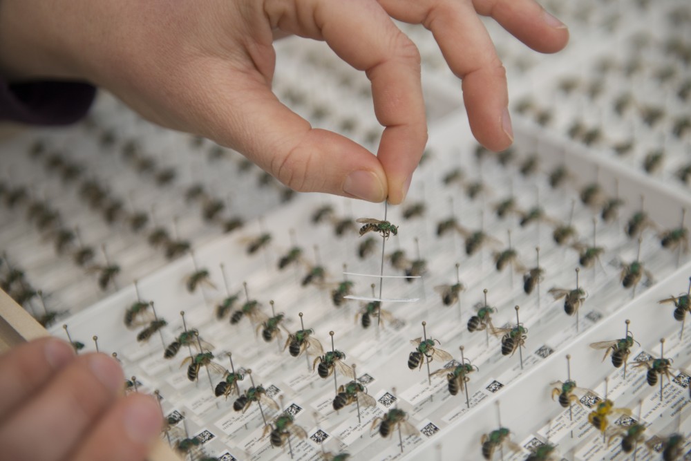 A Green Metallic Sweat Bee is pulled from a drawer at the University of Minnesota Bee Lab. A new research project starting this summer will research bee pollinator habitats to find which ones bees are more attracted to.  