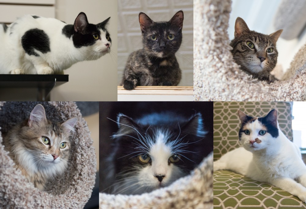 Clockwise from top left: Annabelle, Presley, Dillanger, Tinkerbell, Nana, Thea