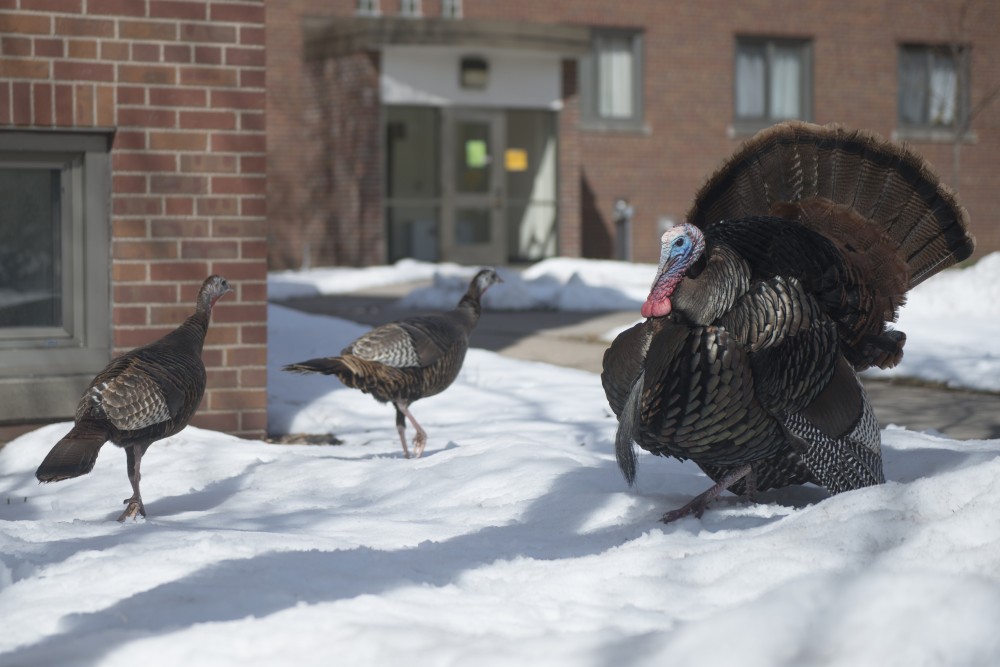 A group of turkeys hang out outside of Centennial Hall.