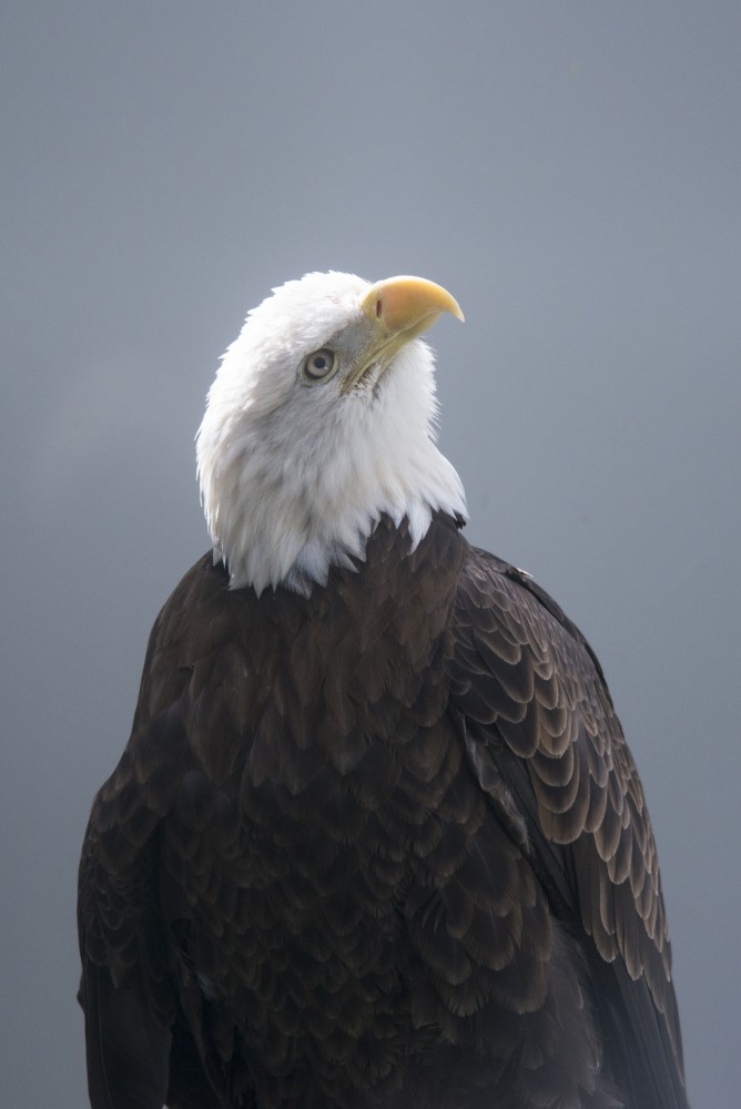 A bald eagle basks in the sun at the Raptor Center.
